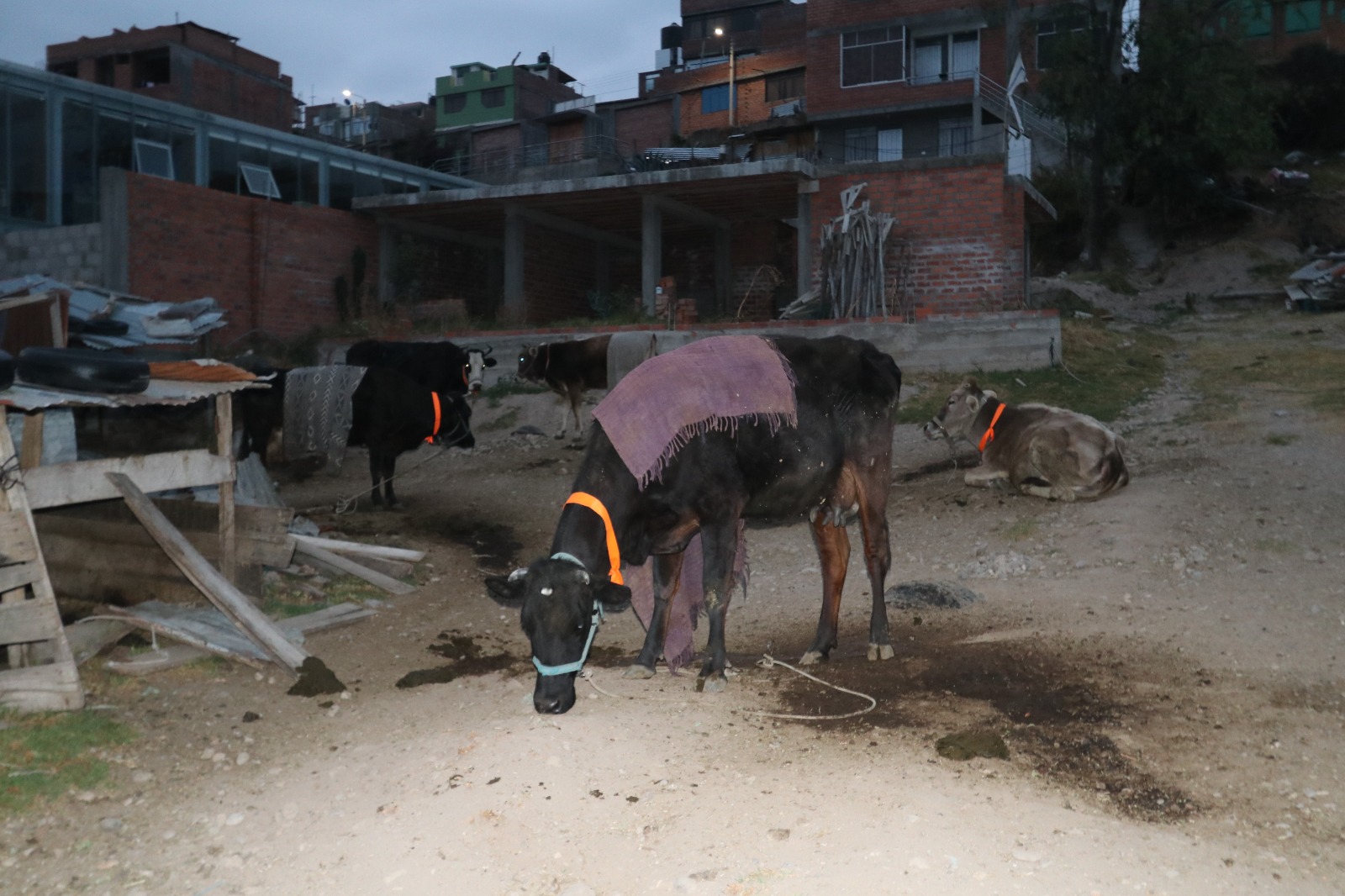 MDT REALIZA OPERATIVO A CRIADEROS DE VACAS Y CERDOS Municipalidad Distrital De El Tambo